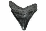 Serrated, Fossil Megalodon Tooth - South Carolina #297495-1